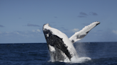 Humpback whales share culture and whole new songs across populations ‘very easily’, study finds