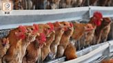 美國兩洲爆高致病性H5N1 港暫停進口禽類產品