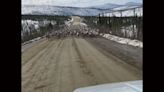 Watch: Giant Caribou Herd Nearly Collides with a Pickup Truck in Alaska