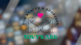 Atascadero based dog rescue Novy's Ark celebrates two years of Rescue & Adoption