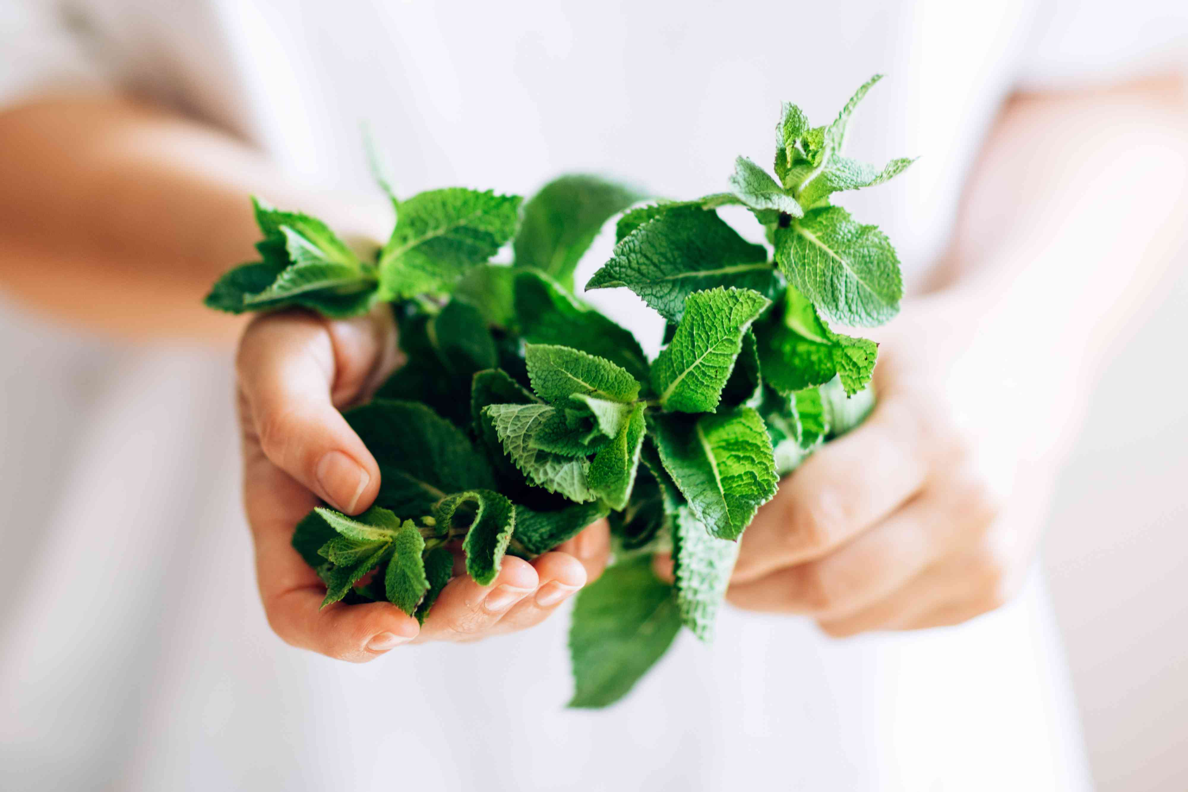 7 Mint Benefits That Prove You Shouldn’t Sleep on This Powerful Herb