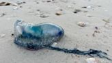 Portuguese man o’ war spotted on Anna Maria Island and other Florida beaches