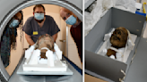 Decapitated Egyptian mummy head found in Kent attic 'was that of a woman'