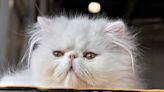 Persian Cat Celebrates the Holidays Just Chilling Out in the Pool