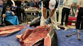 Vive la experiencia del ronqueo de un atún rojo de más de 200 kilogramos en Leclerc Pamplona