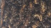 Shocking Video Shows 180,000 Bees Living In Bedroom Ceiling Of Scotland House