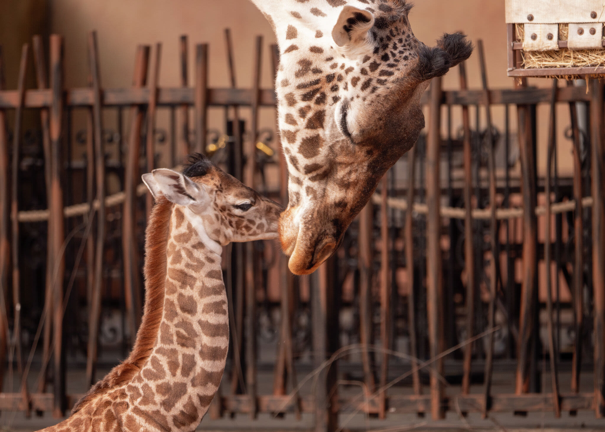 A baby Masai giraffe just arrived at the Houston Zoo