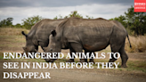 ENDANGERED ANIMALS TO SEE IN INDIA BEFORE THEY DISAPPEAR
