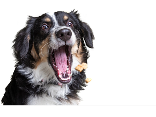 Bernese Mountain Dog Puppy’s Attempt to Catch Treats Is Cracking Everybody Up