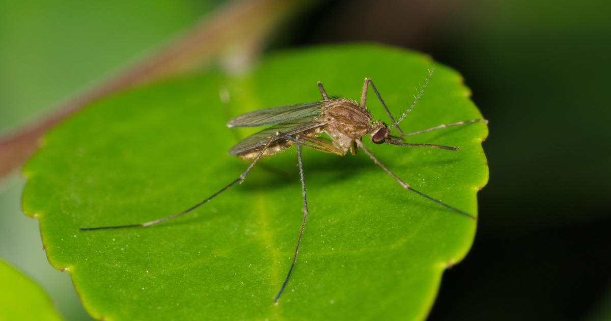 Michigan sees first mosquito-borne virus of 2024