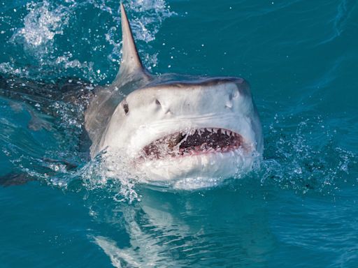 Por qué se acercan cada vez más los tiburones a las costas