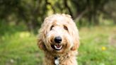 Labradoodle: Dog Breed Characteristics & Care