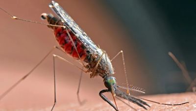 West Nile virus identified in Philadelphia and most collar counties