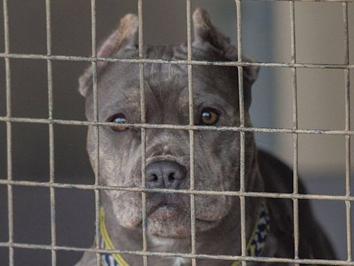 Police raid suspected XL Bully farm and arrest man as 13 dogs seized inside house with children