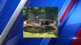 WATCH: Mother bear, cub playing on trampoline in Massachusetts