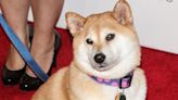 Famous Shiba Inu That Inspired 'Doge' Meme Diagnosed with Leukemia and Liver Disease