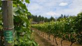 Celebrating Washington wine during harvest month