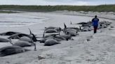 Dozens of whales dead in 'biggest mass stranding in decades'