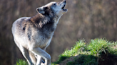 A new pack of endangered gray wolves is roaming Northern California