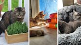 Turn Your Home Into A Cat Paradise With These 41 Products