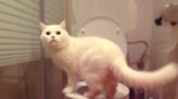 Yes, You Can Train Your Cat to Use the Toilet — But Experts Warn of These Potential Consequences