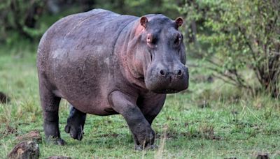 Los científicos descubren que los hipopótamos pueden 'volar'