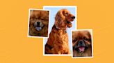 10 Orange Dog Breeds to Brighten Your Day