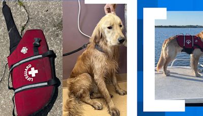 Lost dog found alive 36 hours after boating accident