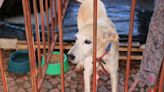 Feira de adoção na Redenção busca lares para cães e gatos resgatados na enchente | GZH