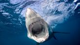 ¿Son más frecuentes las ataques de tiburón? Esto es lo que dicen los expertos