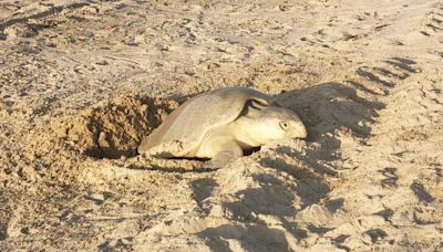 Texas beach sees first sea turtle nest of the season