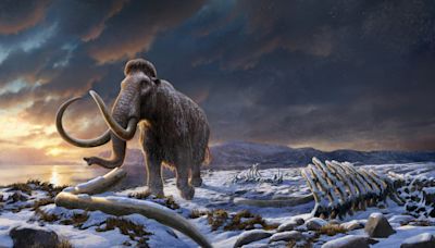 Last woolly mammoths were inbred, but that’s not why they became extinct