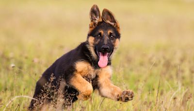 Update on German Shepherd Mix Puppy Abandoned in Parking Lot Is Touching Hearts