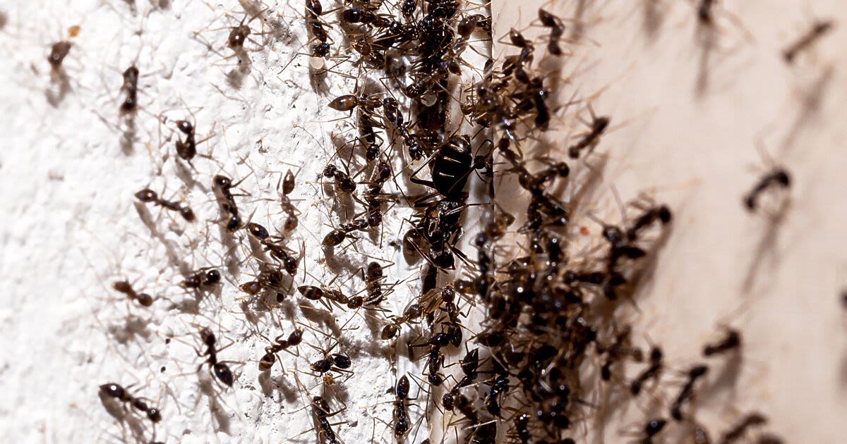 Ants will never enter your home when using 1 item cleaner claims the pests hate