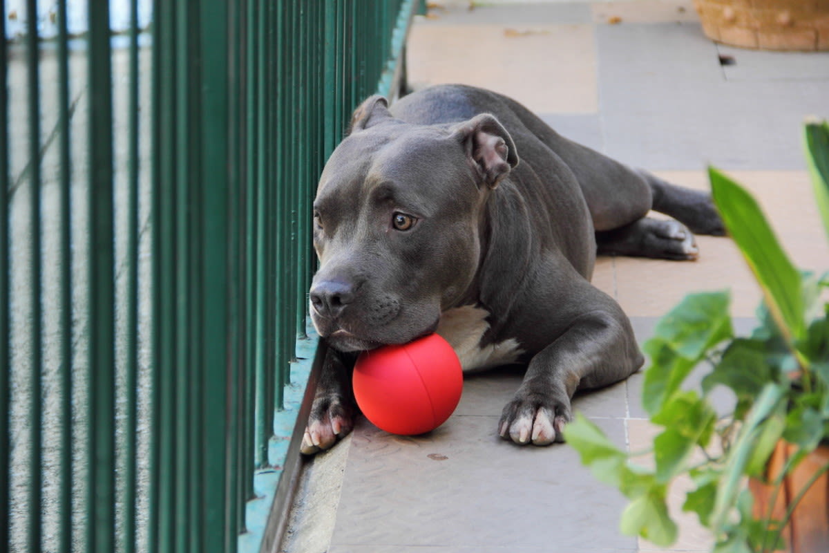 Foster Pit Bull Mix Discovering How to Play with Toys Is Beyond Precious