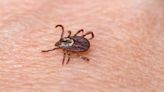 UNR researcher takes on fight against deadly cattle tick