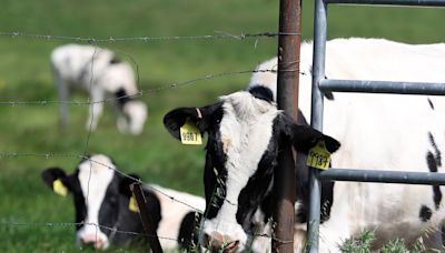 Keeping H5N1 out of Alberta's dairy herd as U.S. outbreak continues
