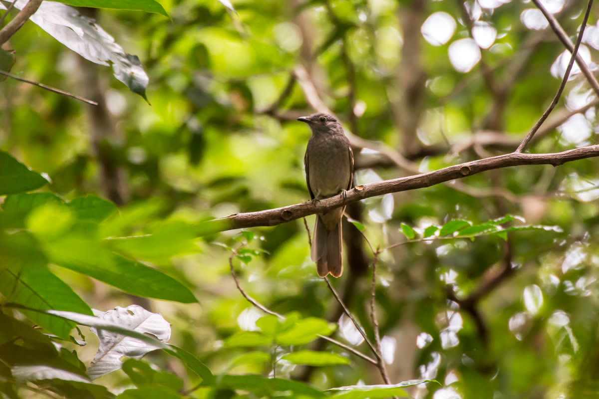 San Diego Zoo Captures the Call of ‘Loudest Bird in Nature’ and It’s Fascinating