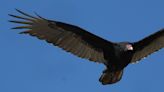 Smith: Turkey vultures – 'nature's recyclers' – are a valuable part of Wisconsin's ecosystem