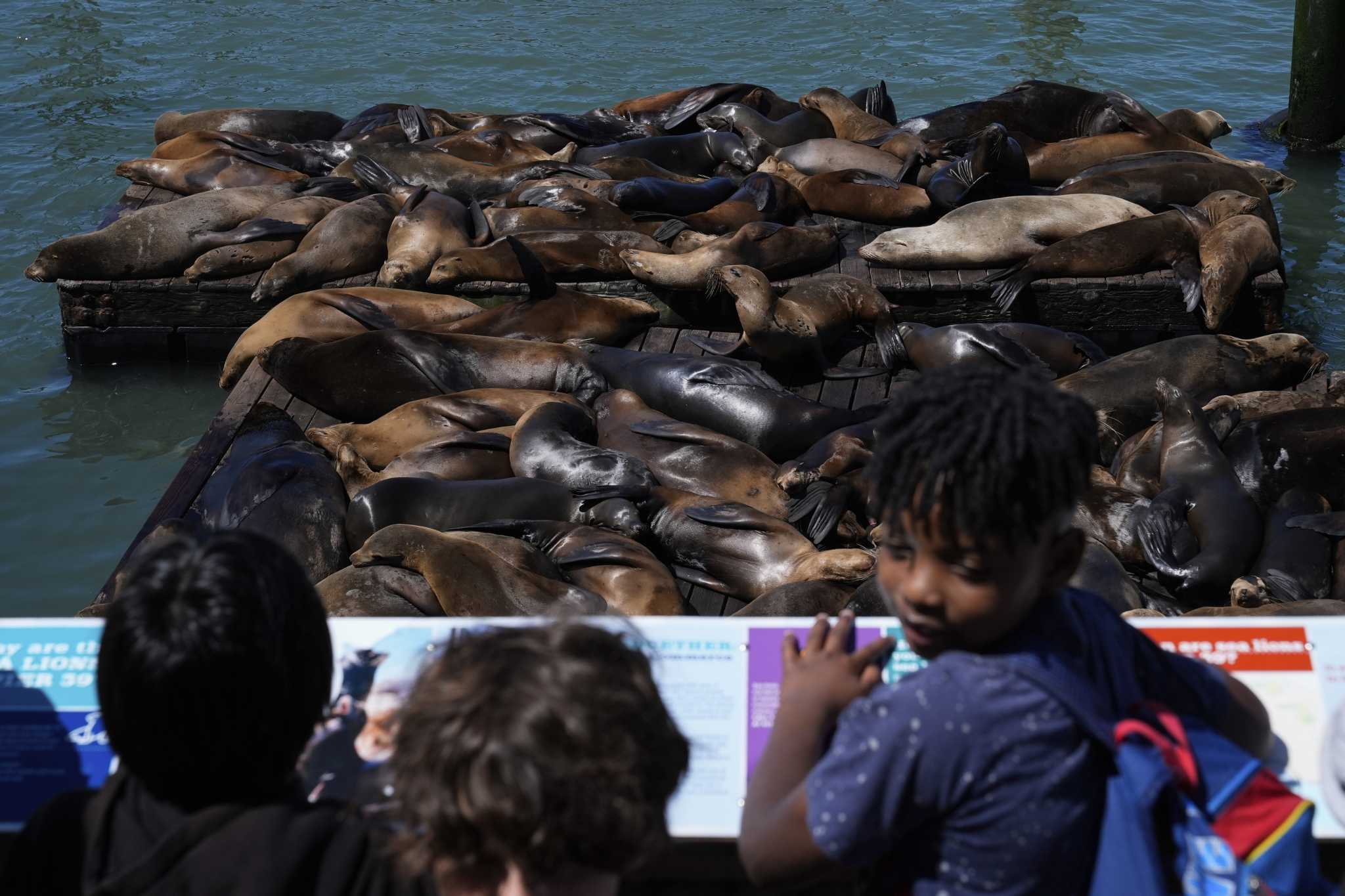 An anchovy feast draws a crush of sea lions to one of San Francisco's piers, the most in 15 years