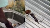 Family Finds Dead Mouse in Sealed Hershey’s Chocolate Syrup Ordered from Zepto - News18