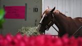 Mage a 'spoiled little thing' after Kentucky Derby win; will Preakness be next?