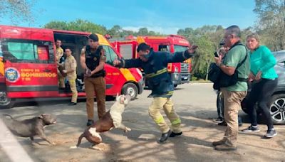 Pitbulls soltos atacam jovem e bombeiros em parque | TNOnline