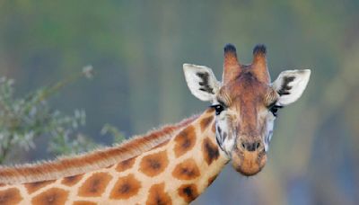 Giraffe Snatches Toddler At Drive-Thru Safari In Texas | 700WLW | Mike McConnell