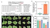 Zhilong Bie team from Huazhong Agricultural University revealed the molecular mechanism of CmoDREB2A and CmoNAC1 in pumpkin regulating the salt tolerance of grafted cucumber