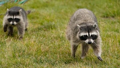 Washington state woman calls 911 after being hounded by up to 100 raccoons