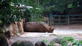 Puerto Rico to close lone zoo after years of complaints