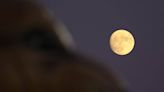 A wolf moon will soon shine over California. Here’s when and how to see it