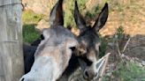 Amazon will stop selling donkey skin gelatin, but only in California