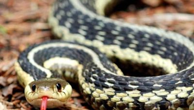 UP Man Ditches Death 6 Times After Being Bitten By Snakes. Wait, What? - News18